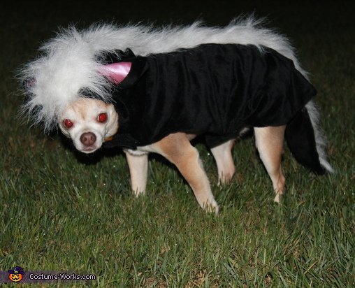 Skunk Dog Costume