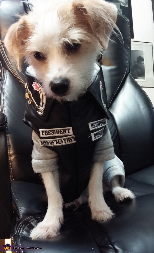 SOA Jax Dog Costume