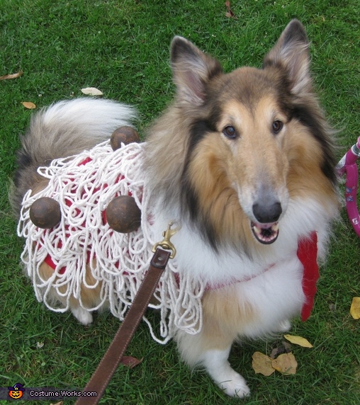 DIY Dog Halloween Costume Idea: Spaghetti and Meatballs - Wear Wag Repeat