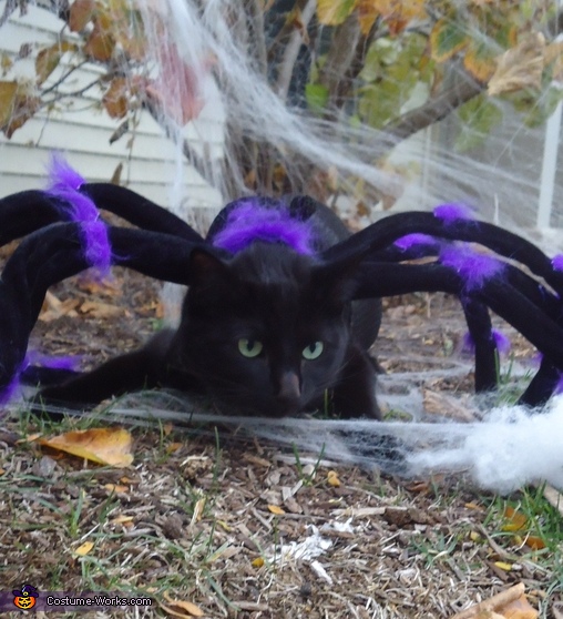  Spider Costume