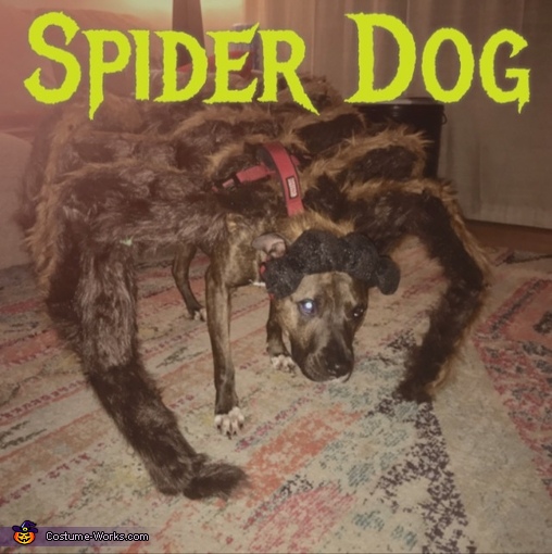 Homemade Spider Dog Costume Unique Diy Costumes Photo 2 3