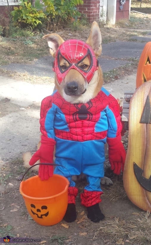 Dog dressed shop as spiderman