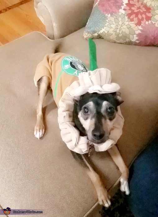Starbucks Pup Costume