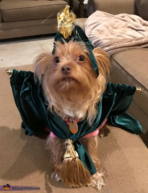 Starlet O'Haira Dog Costume