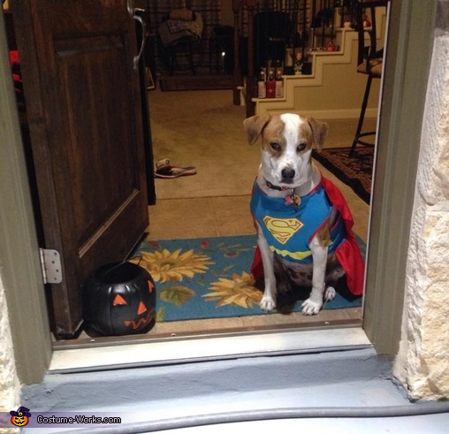 Super Dog Costume