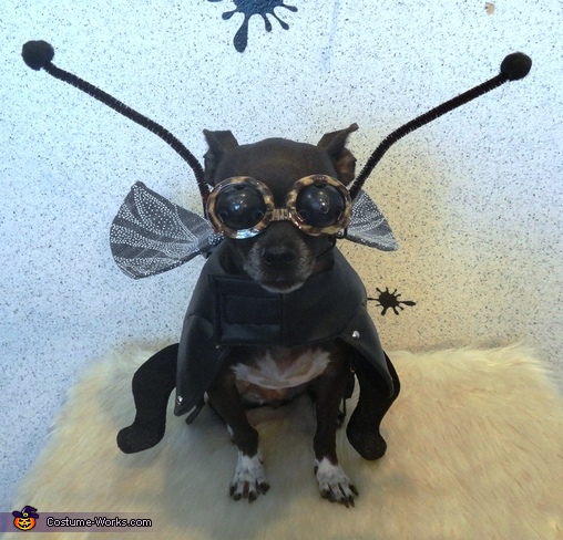 Super Fly - Costume for Dogs