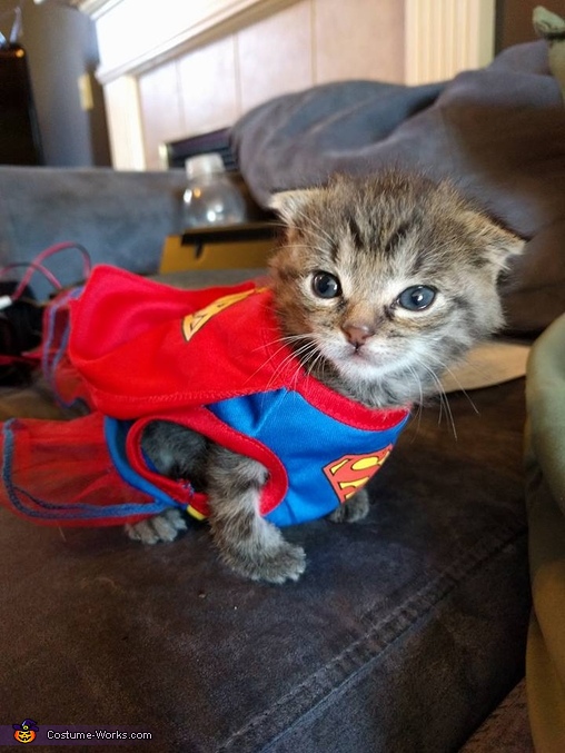 Super Kitten Costume Affordable Halloween Costumes