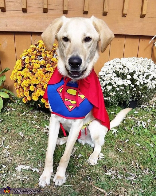 Superdog Costume