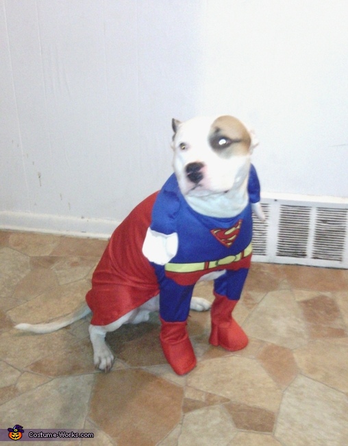 Superman Dog's Costume