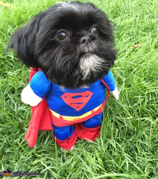 Superman Dog's Halloween Costume | Coolest Cosplay Costumes