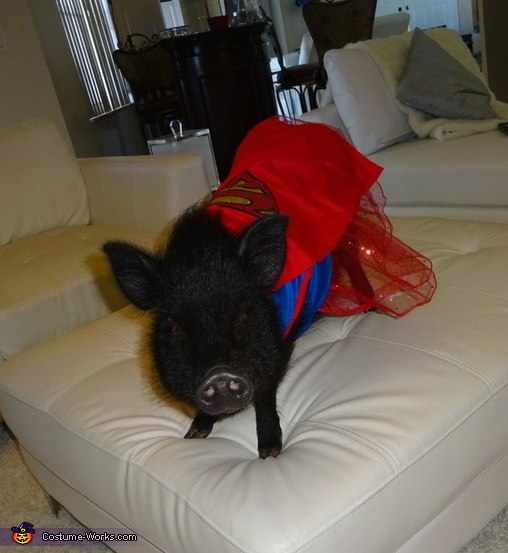 Superwoman Pig Costume