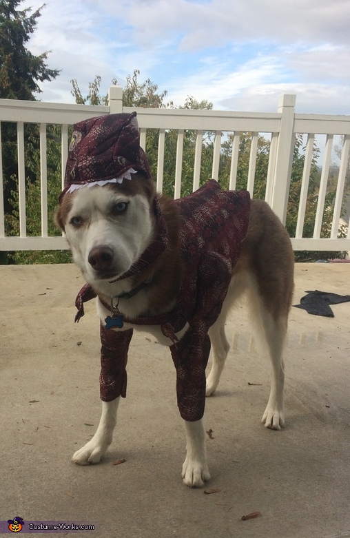 trex costume for dog
