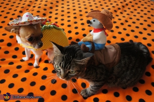 Taco Dog & Rodeo Cat Costume