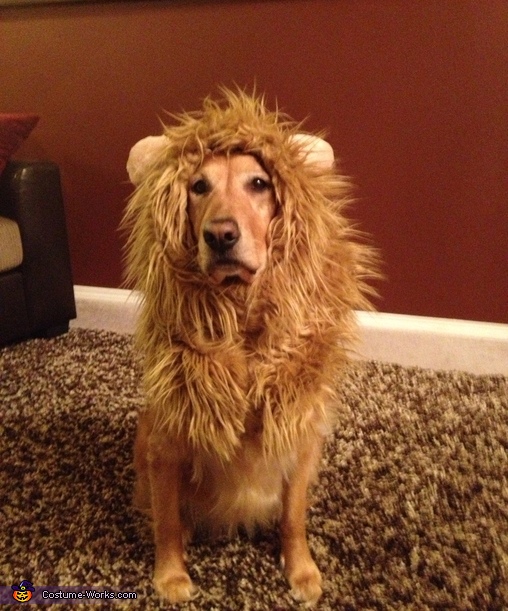 lion costumes for dogs