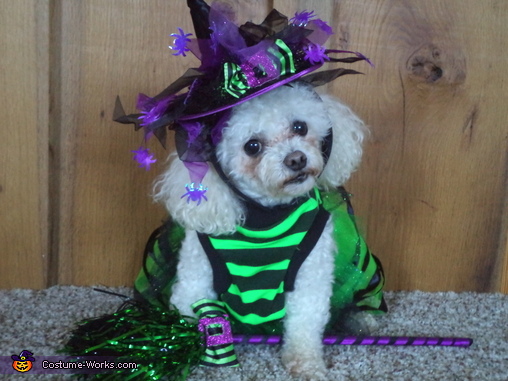 The Good Witch Dog Costume
