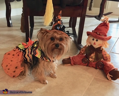 The Good Witch Dog Costume | DIY Costumes Under $45 - Photo 2/3