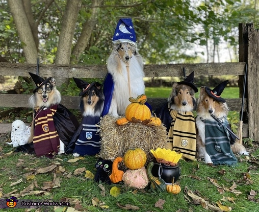 The Headmistress and 4 Houses of Dogwarts Costume