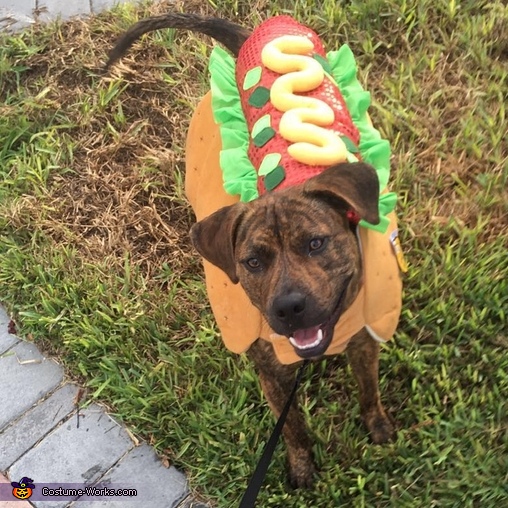 The Hot Dog Costume