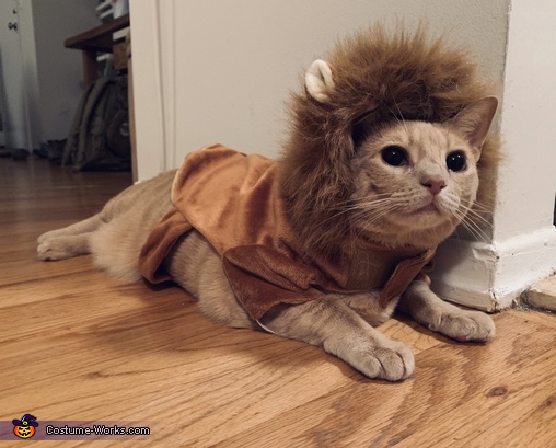 The Lion King Cat 