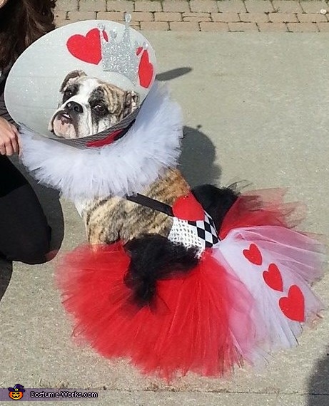The Queen of Hearts Dog Costume