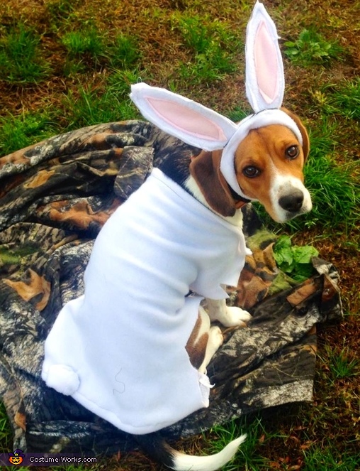 The Rabbit Dog Costume