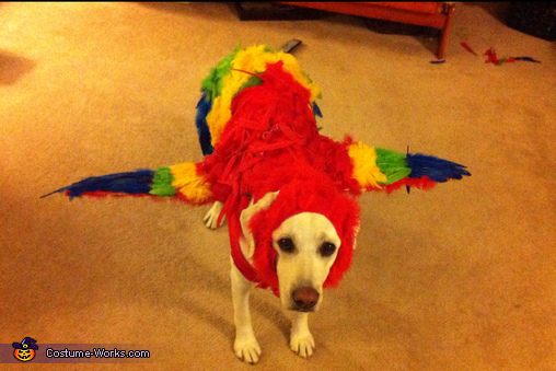 The Red Macaw Dog Costume