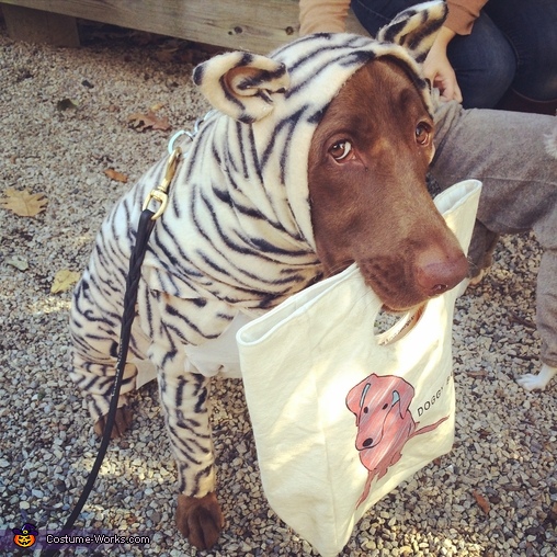 Candy the Tigeradore Retriever Tiger Dog Costume