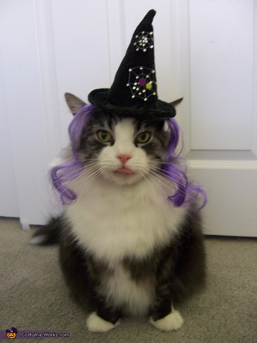 halloween costume cat ideas