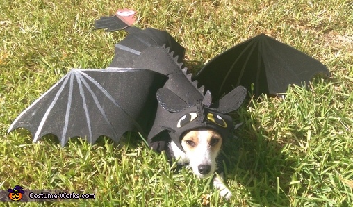 Toothless Dragon Dog Costume