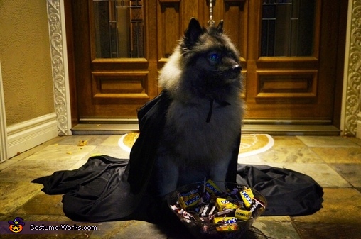 Trick-or-Treat Dog Costume