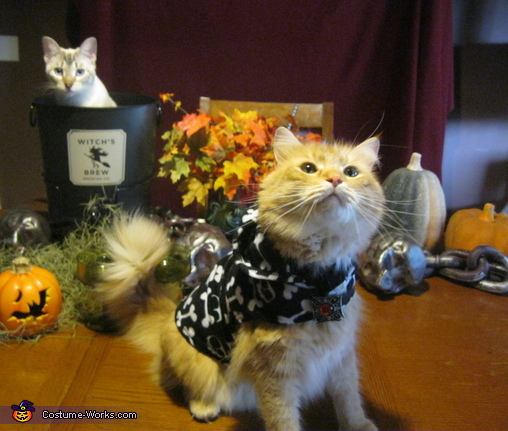 Trick or Treat Kitty Costume