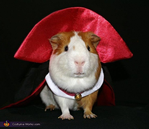 Vampire Pig Costume