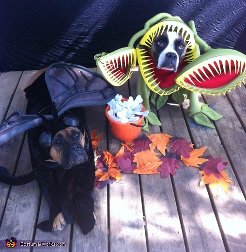 Custom made Venus Fly Trap Dog Costume for Small Breed Dogs under 15 lbs