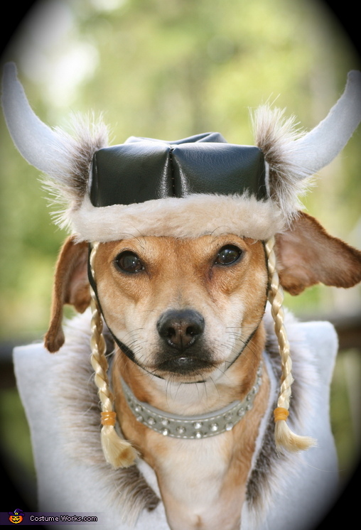 Viking - Diy Costume Ideas For Dogs