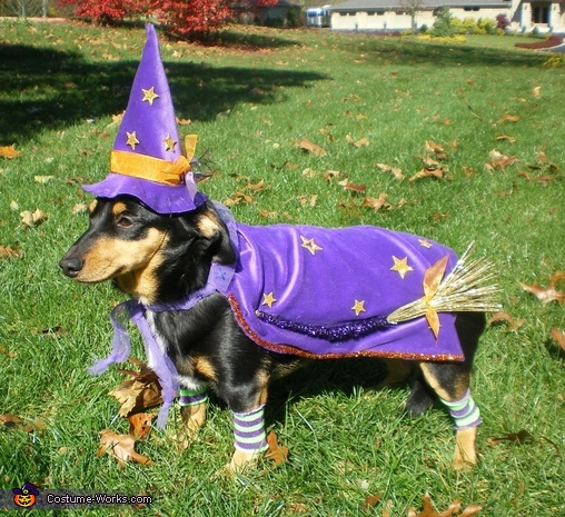 Weenie Witch Dog Costume