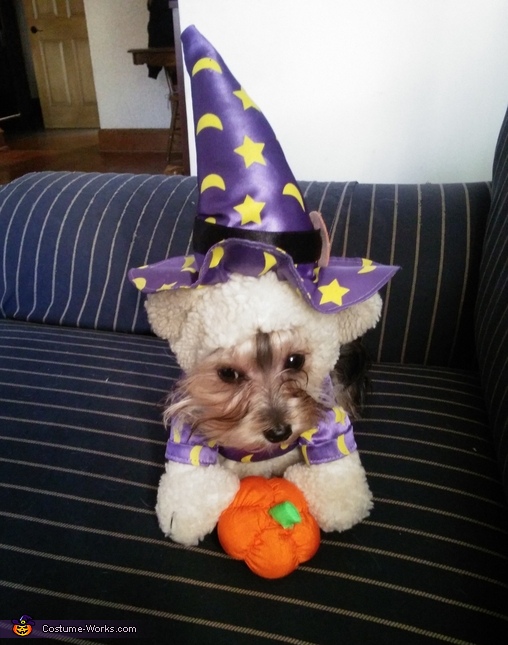 Witch Dog Costume