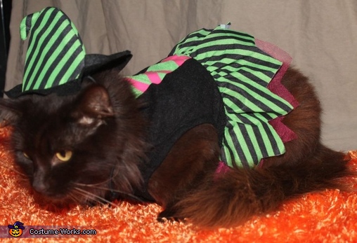 Witch Cat Costume