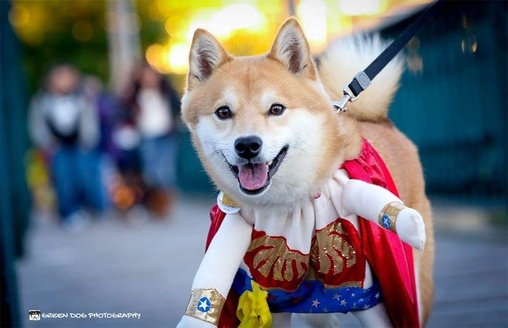 Wonder Dog Costume