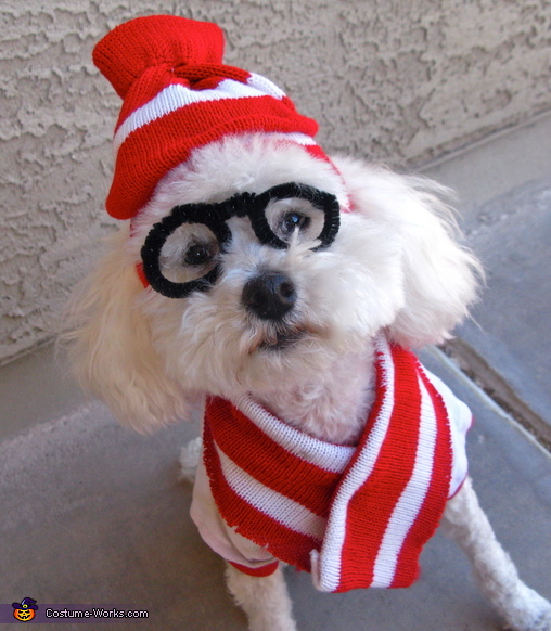 Where's Waldo Dog Costume