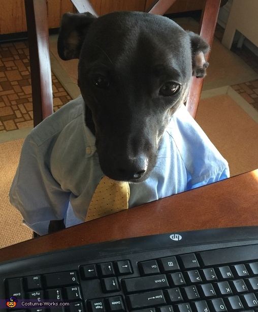 Working Dog Costume