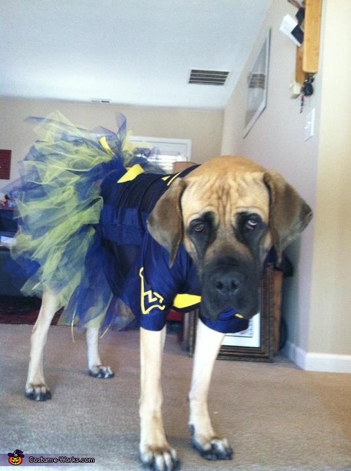 Dog Cheerleader 