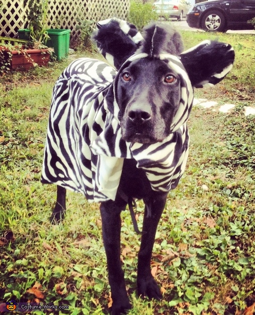  Zebra Costume