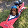 American Bobsled Hotdog Team Costume