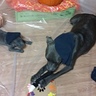 Photo #2 - Puppy art school