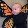 Photo #4 - Baby Butterflies