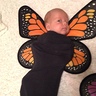 Photo #6 - Baby Butterflies