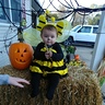 Photo #1 - Beautiful Bumble Bee