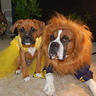 Beauty and the Beast Dogs Costume