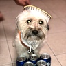 Photo #2 - Blu with his beer friends !