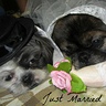 Bride and Groom Dog Costume